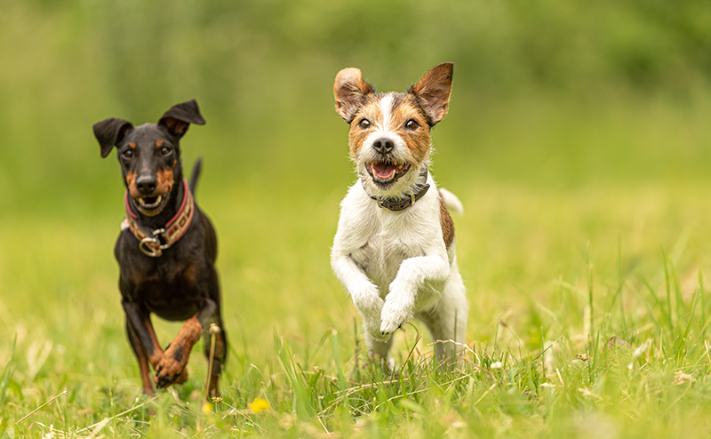 テリア犬は全32種類!?どんな犬種なの?性格や特徴や大きさをご紹介!|愛犬ブリーダー