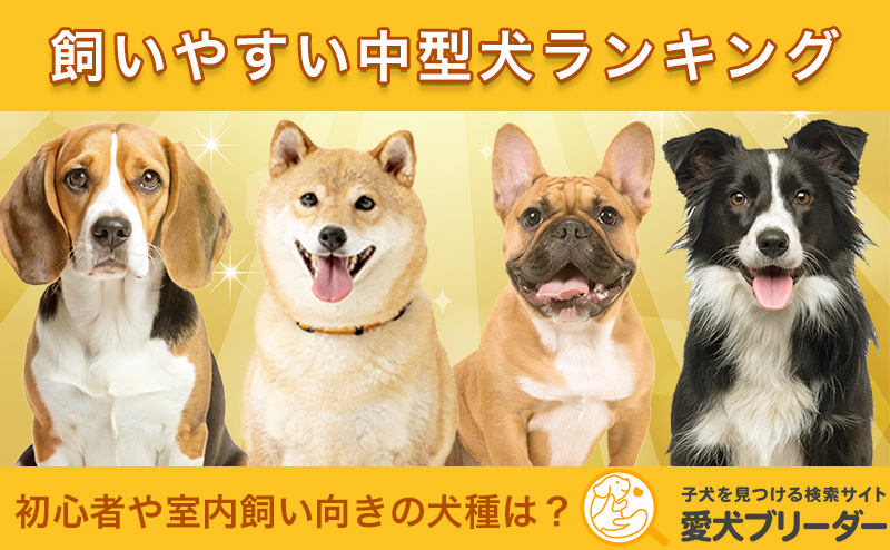 飼いやすい中型犬ランキングTOP10|初心者や室内飼い向きの犬種は?|愛犬ブリーダー