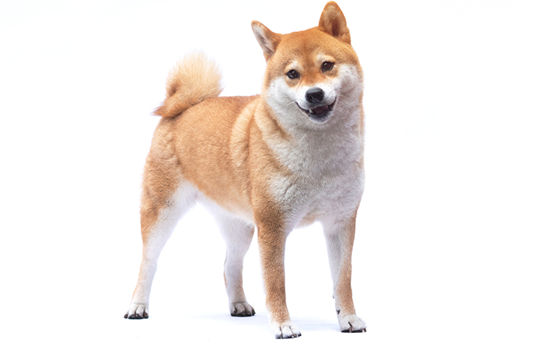 柴犬