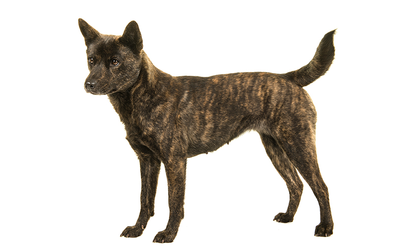 甲斐犬