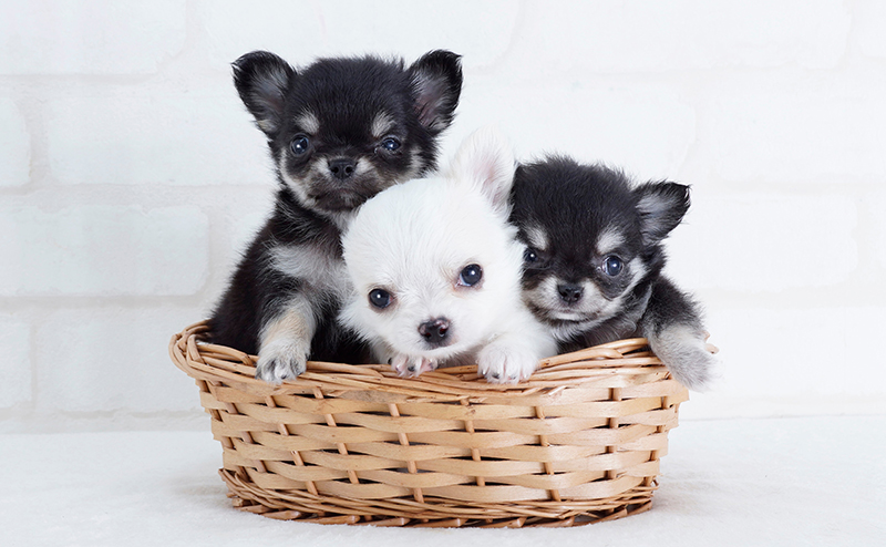 バスケットに入った可愛い子犬たち
