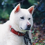 紀州犬の顔