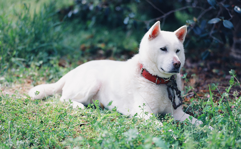 紀州犬