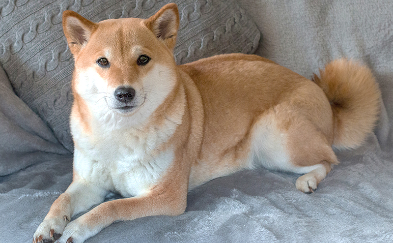 柴犬