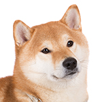 柴犬の顔