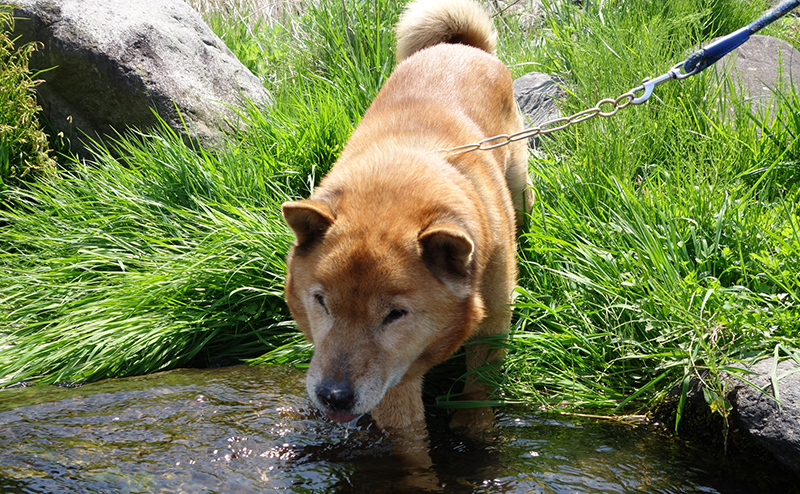 北海道犬