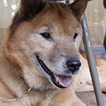 北海道犬の顔