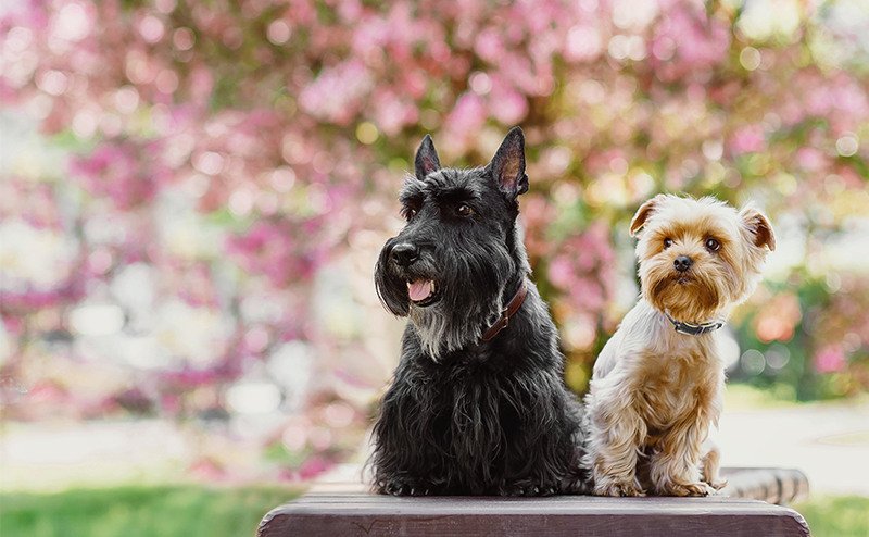 テリア犬は全32種類!?どんな犬種なの?性格や特徴や大きさをご紹介!