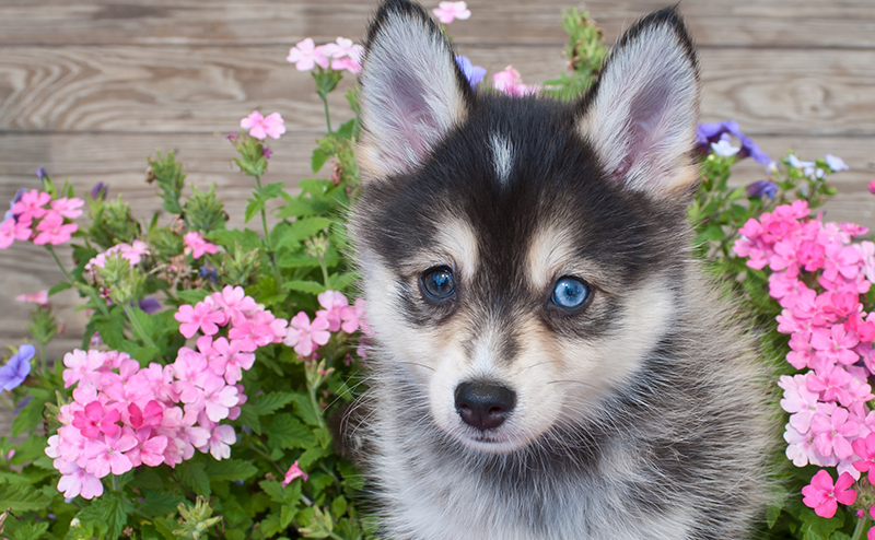 ポンスキーってどんなミックス犬？成犬の大きさや値段、飼いやすさは？