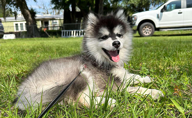 ポンスキーの子犬が草むらで笑っている