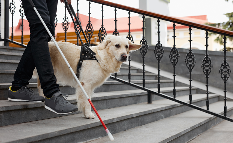 階段を下りる盲導犬と盲導犬ユーザー