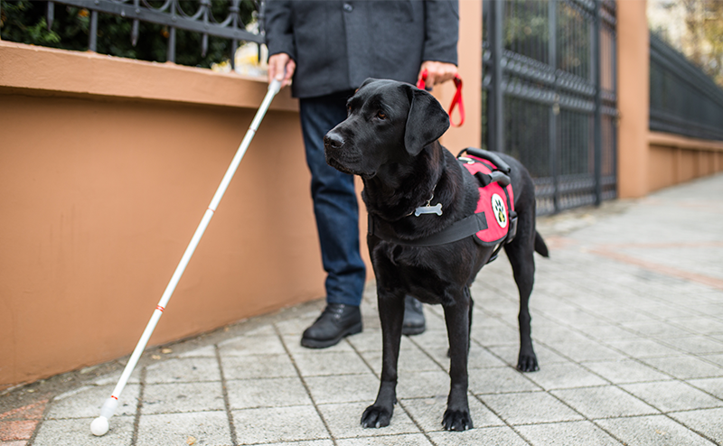 黒いラブラドールレトリーバーの盲導犬