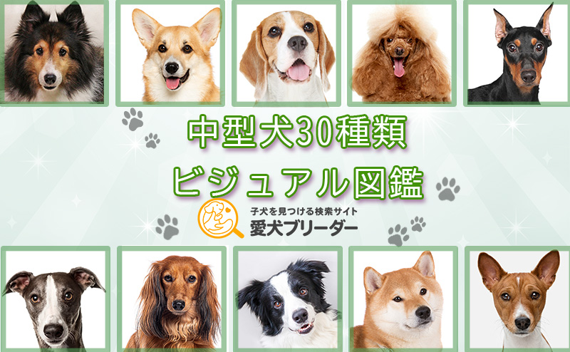 【中型犬30種類一覧】珍しい犬種や日本犬も写真つきで紹介!|愛犬ブリーダー