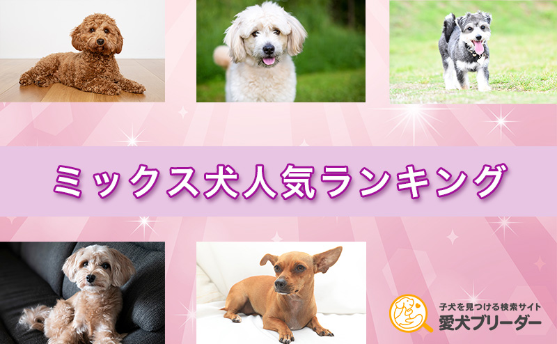 【2025年版】ミックス犬人気ランキングTOP20！特徴・選び方・迎え方は？