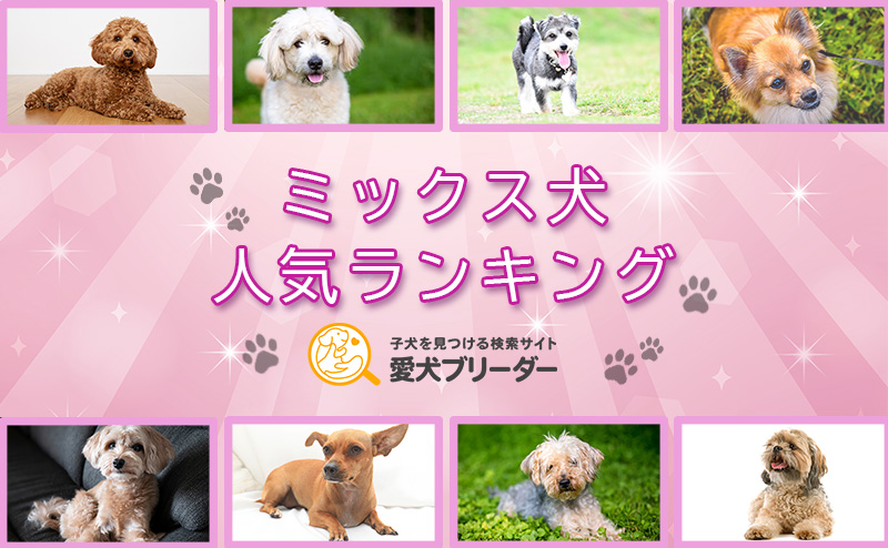 【2025年版】ミックス犬人気ランキングTOP20！特徴・選び方・迎え方は？