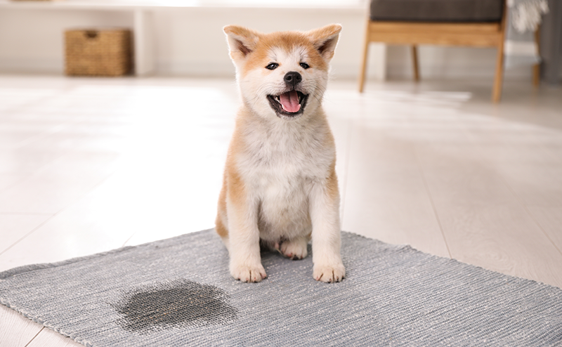 犬はなぜ「うれしょん」するの？理由と正しい接し方・改善方法を解説！