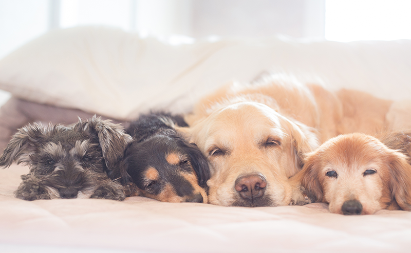 犬はなぜこんなにかわいいの？5つの理由や科学的根拠・癒し効果もご紹介！