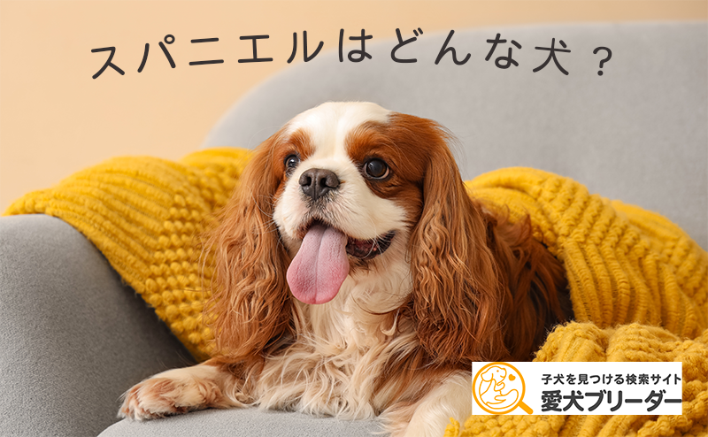 【スパニエル犬種】15種類の性格・特徴・寿命やキャバリアに似た犬も！