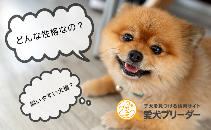飼い主を見つめるポメラニアン