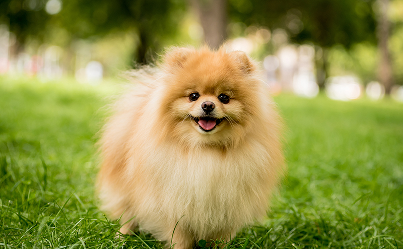 野原で遊ぶポメラニアン