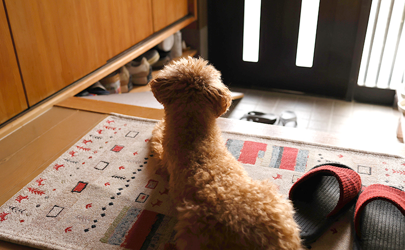 飼い主の帰宅を待つトイプードル