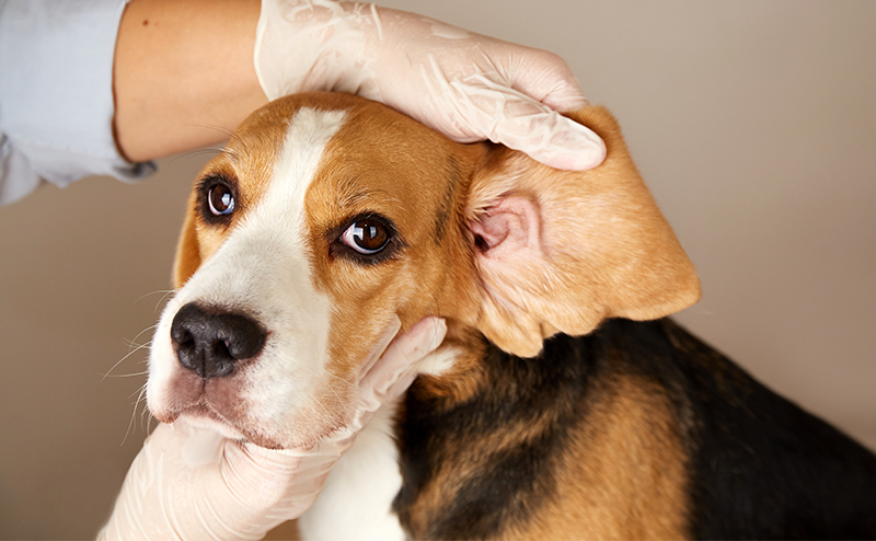 犬の耳掃除完全マニュアル！ベストな頻度から注意点まで徹底解説！