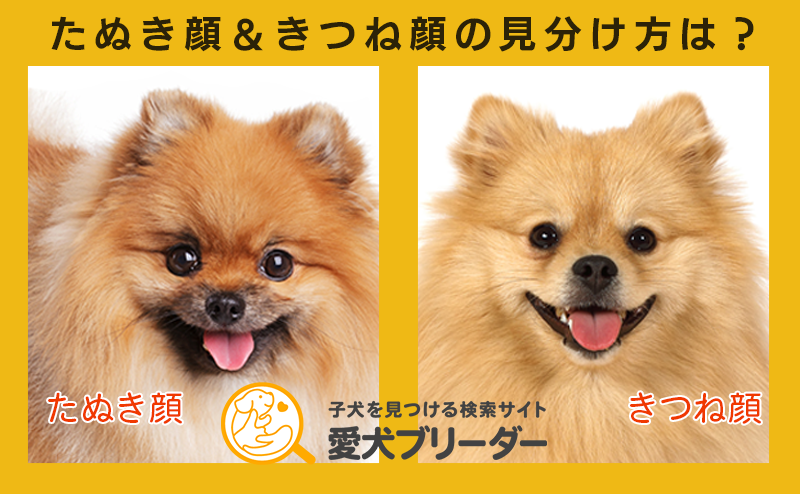 たぬき顔ときつね顔のポメラニアン