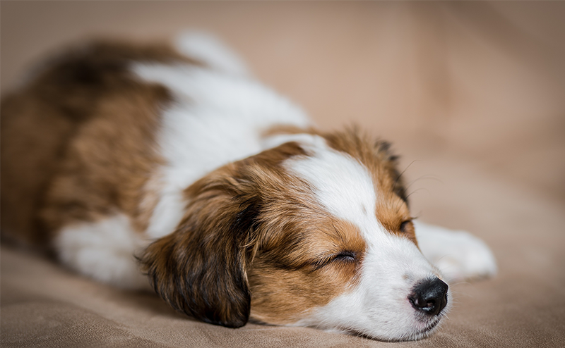 眠っているコーイケルホンディエの子犬