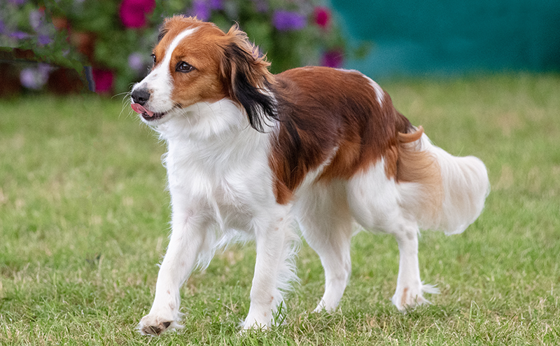 コーイケルホンディエってどんな犬？性格や特徴、気になる価格や飼い方を徹底解説！