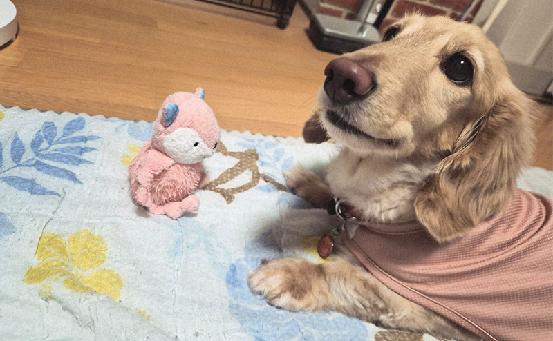 おもちゃとミニチュアダックスフンド