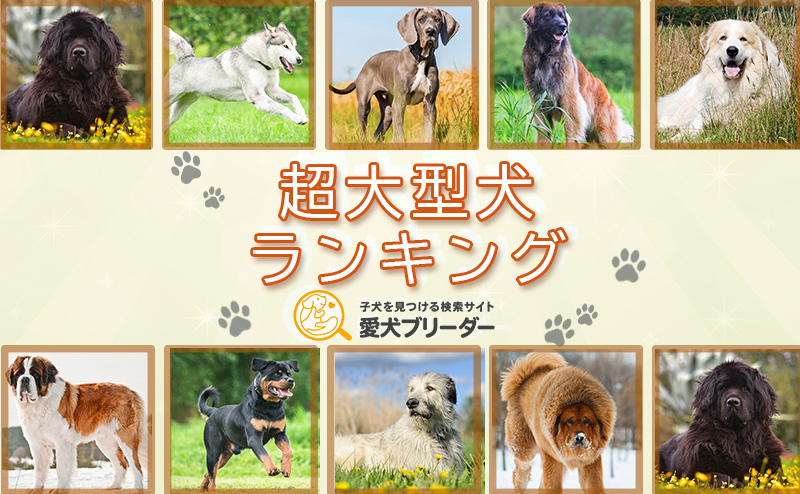 【超大型犬ランキング】もふもふ人気犬種から珍しい品種まで一覧比較！