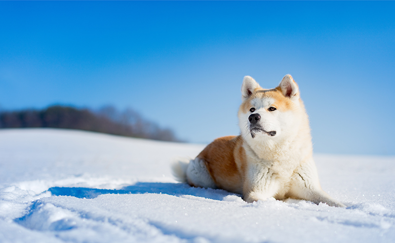 日本犬とは？天然記念物の全6種の特徴、歴史や飼い方も解説！