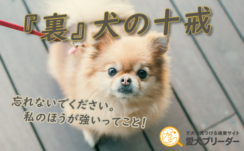 飼い主を見つめるポメラニアン
