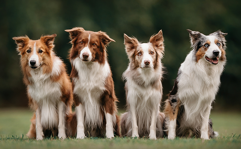毛色の違う4匹のボーダーコリー