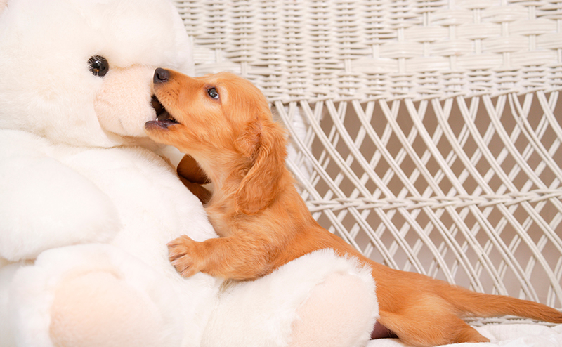 ぬいぐるみにいたずらをする子犬