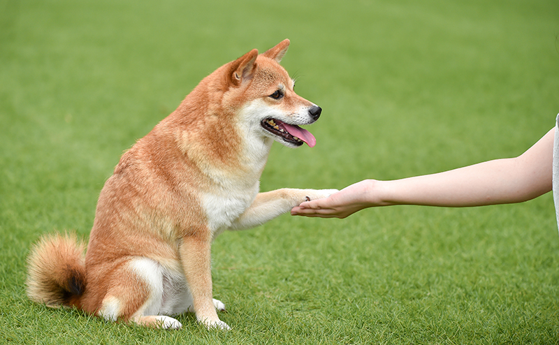 飼い主にお手をする柴犬