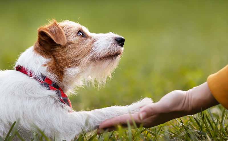 飼い主に「お手」をする犬