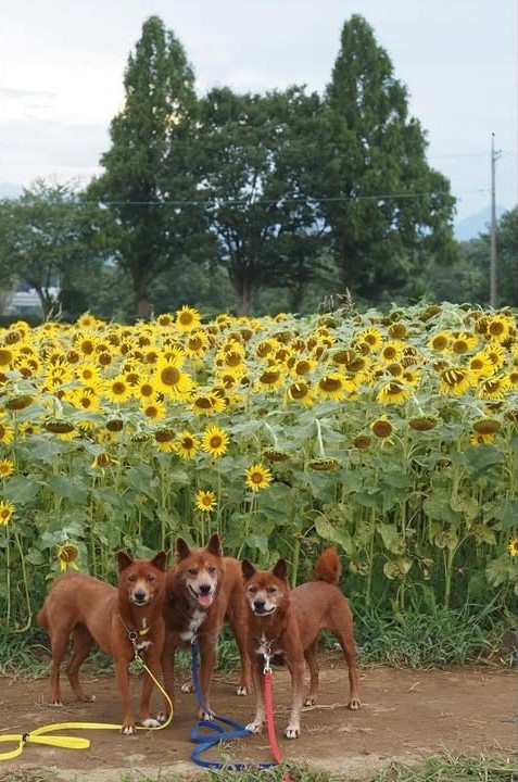 ひまわりと3頭の美濃柴犬