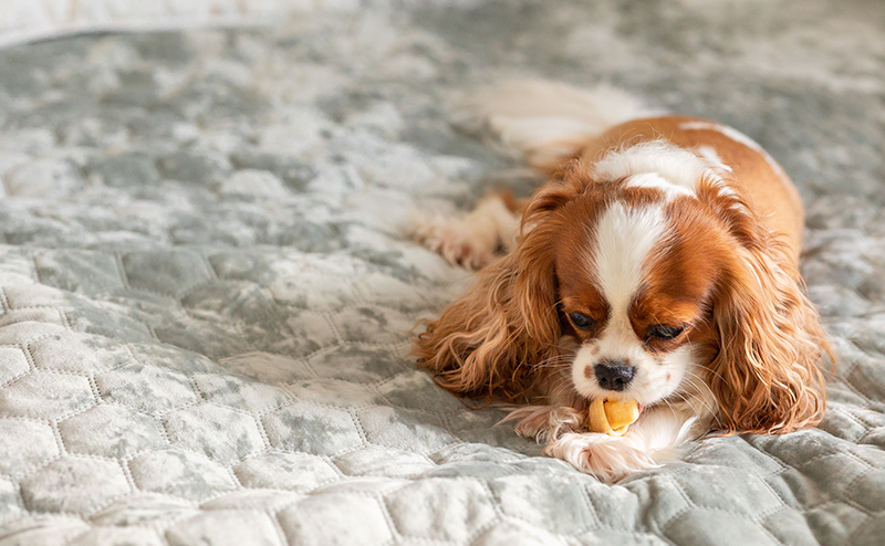 おもちゃで遊ぶキャバリア