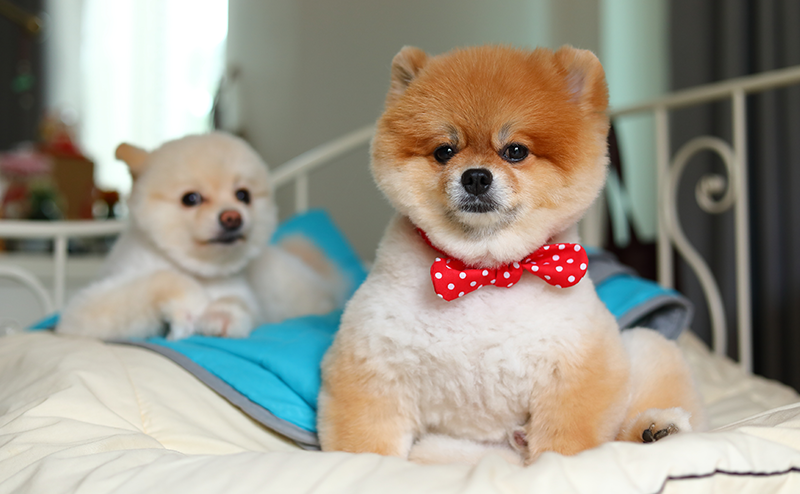 こぐまカットのポメラニアン