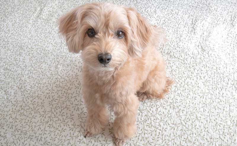 こちらを見つめるマルプー