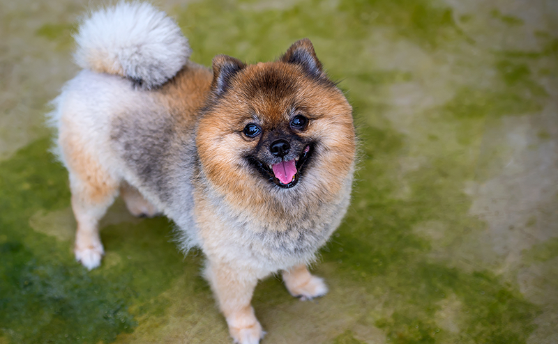 たぬきカットのポメラニアン