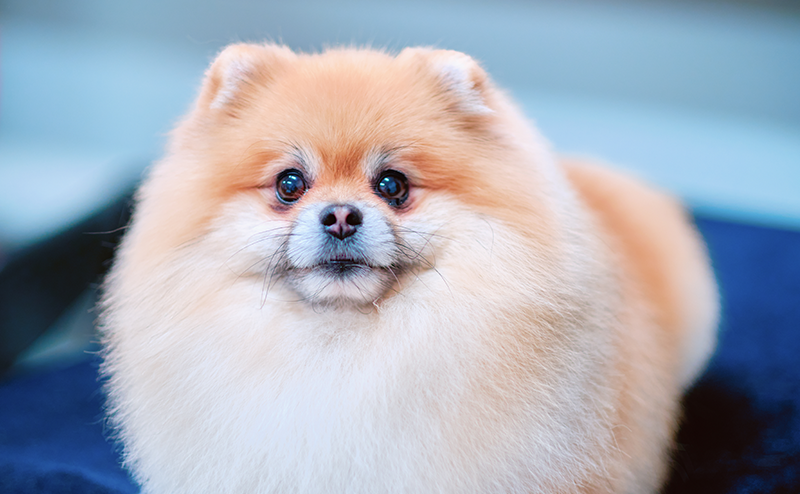 まんまるカットのポメラニアン