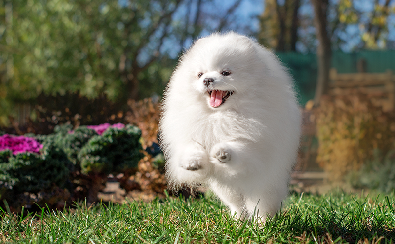 アザラシカットのポメラニアン