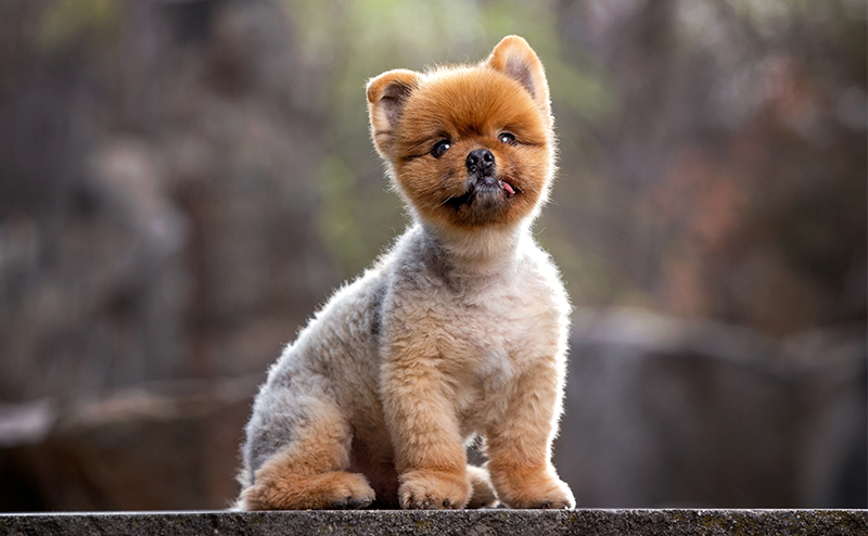 サマーカットのポメラニアン