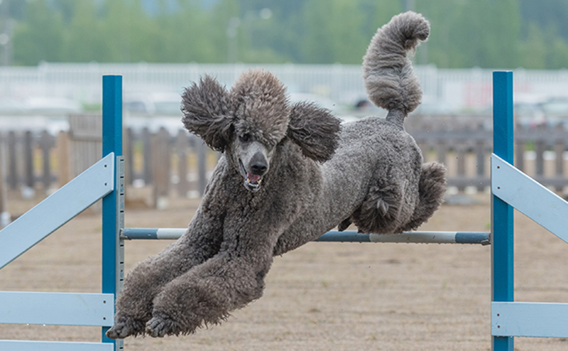 スタンダードプードル