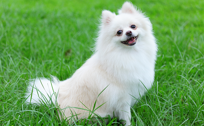 スタンダードカットのポメラニアン