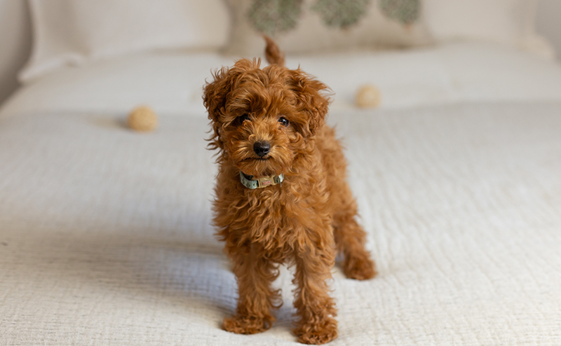 タイニープードル