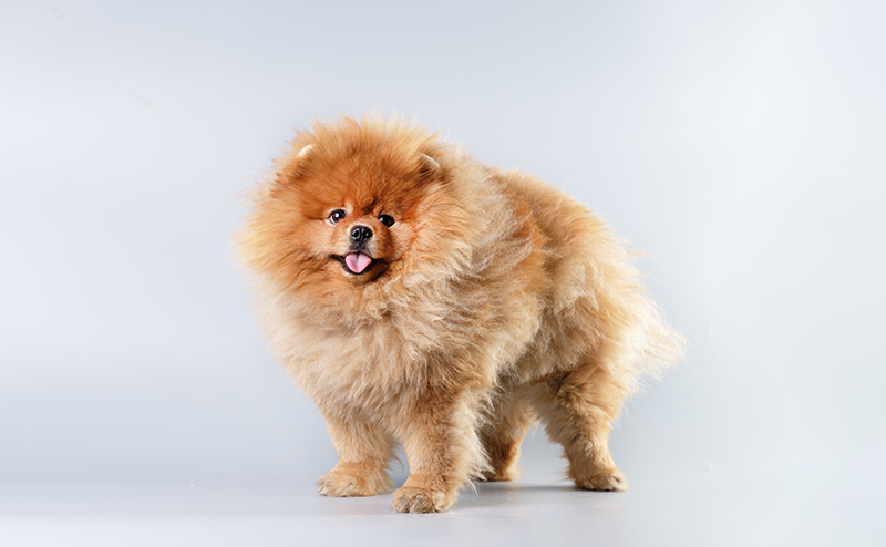 チャウチャウカットのポメラニアン