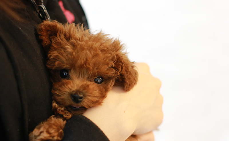 ティーカッププードル